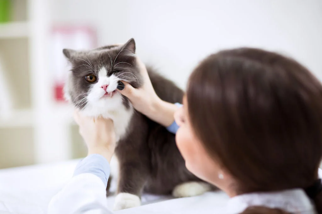 problemes dentaires chez le chat
