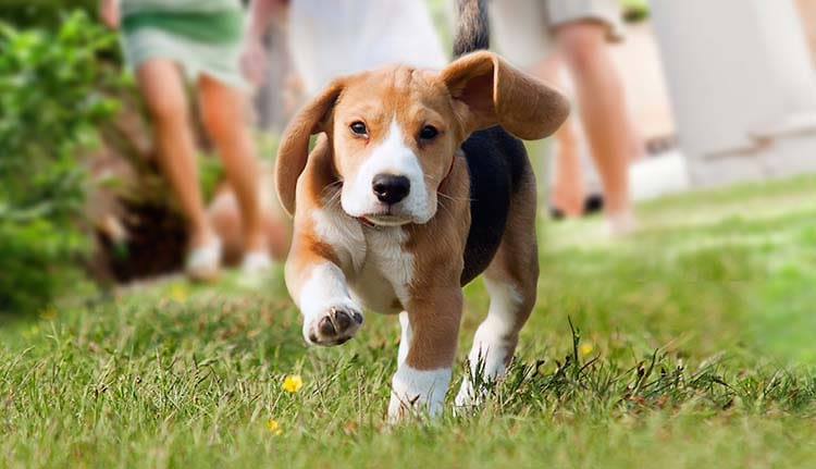 Eveil & chiot : santévet vous aide à organiser des puppy class “à la française” – vétérinaires