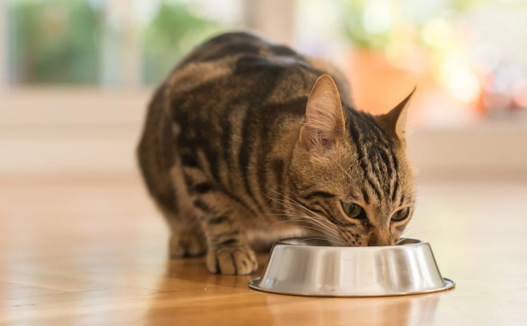 ration alimentation chat