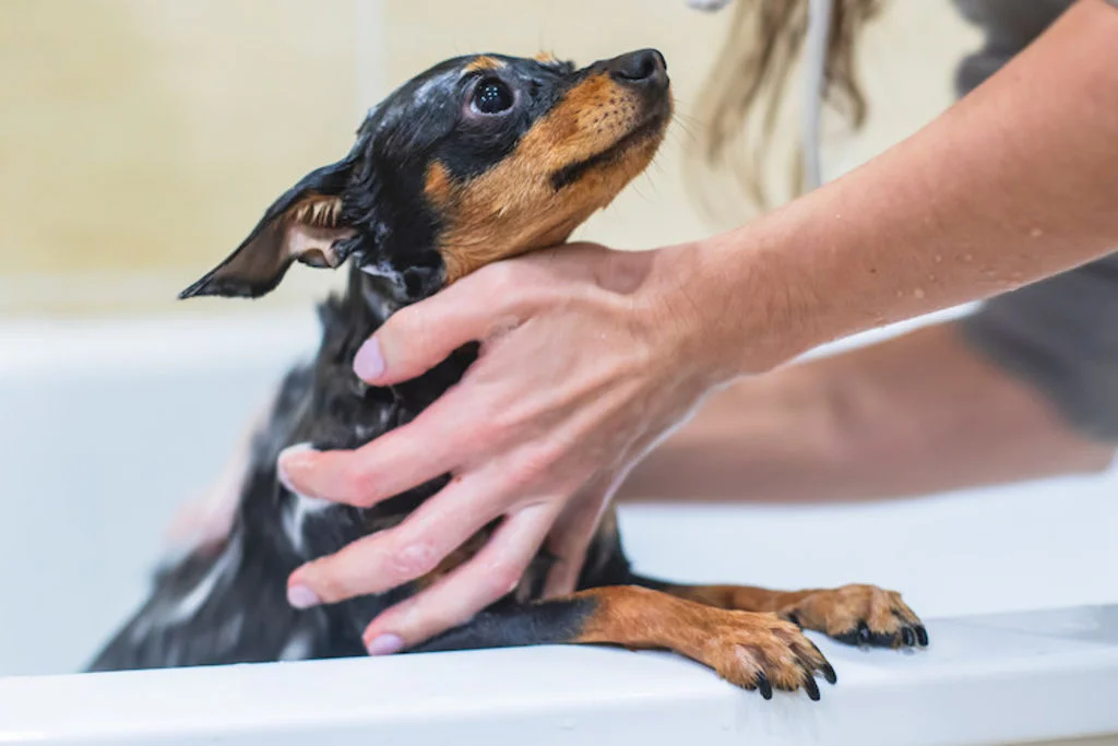shampooings_Dermatite_atopique_chez_le_chien