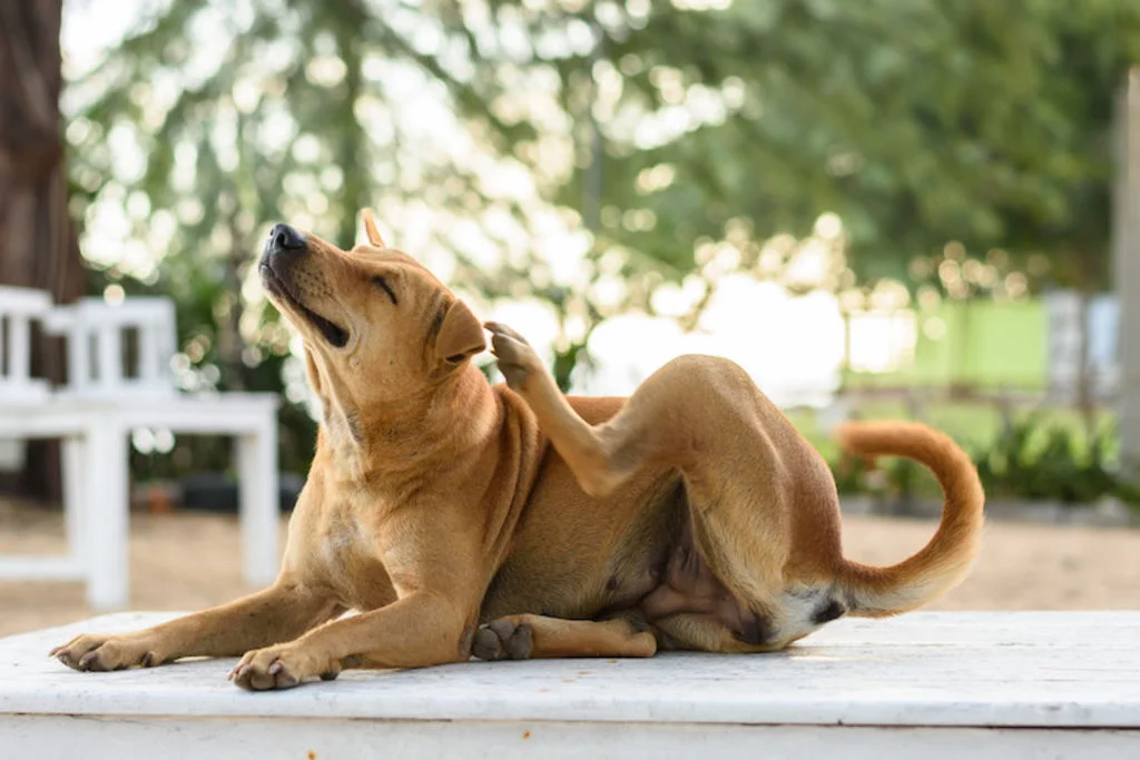 symptomes dermatite atopique chien