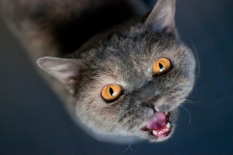 Que veut dire un chat qui miaule tout le temps ?