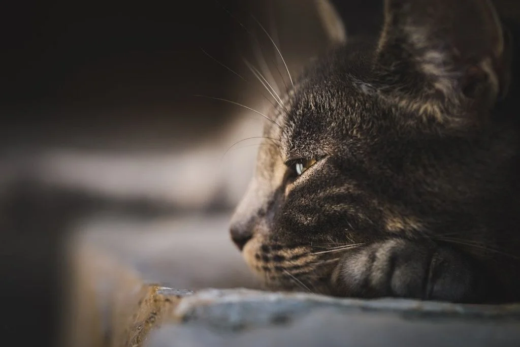 Chat malade