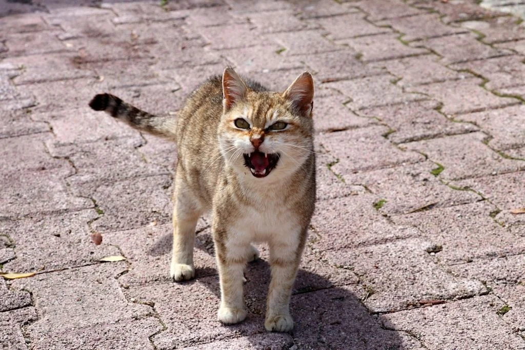 Chat qui miaule intens&eacute;ment
