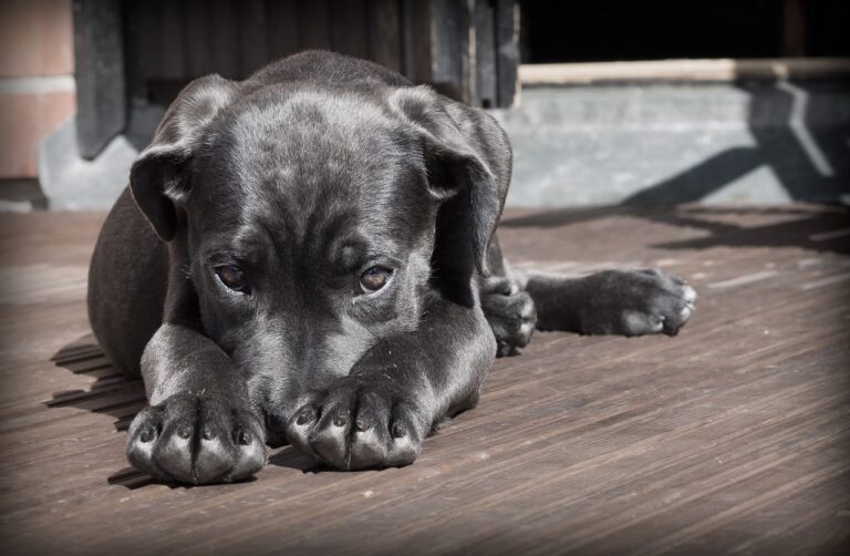 Comment soigner la trachéite chez le chien ?