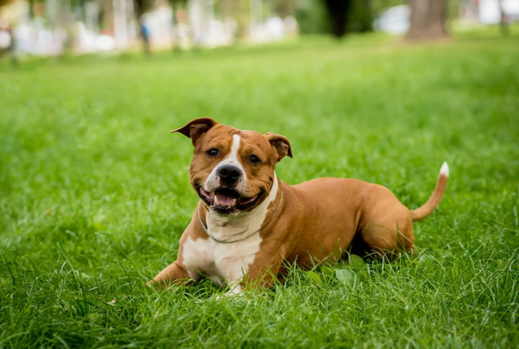 amstaff assurance responsabilité civile