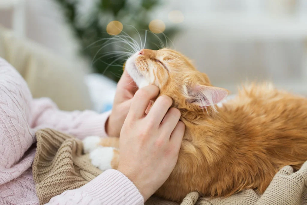 chat_amoureux_heureux