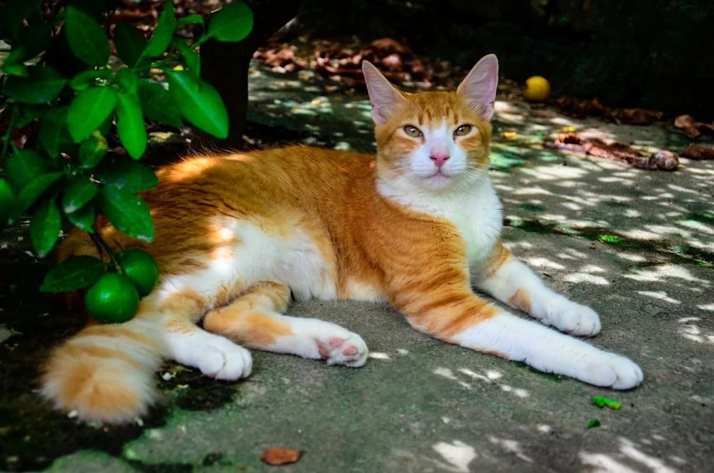 Chat au repos