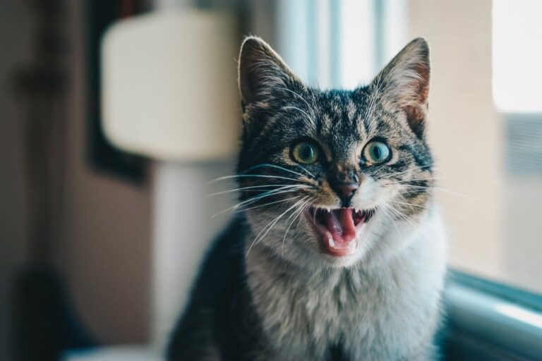 Je vis avec un chat qui respire fort