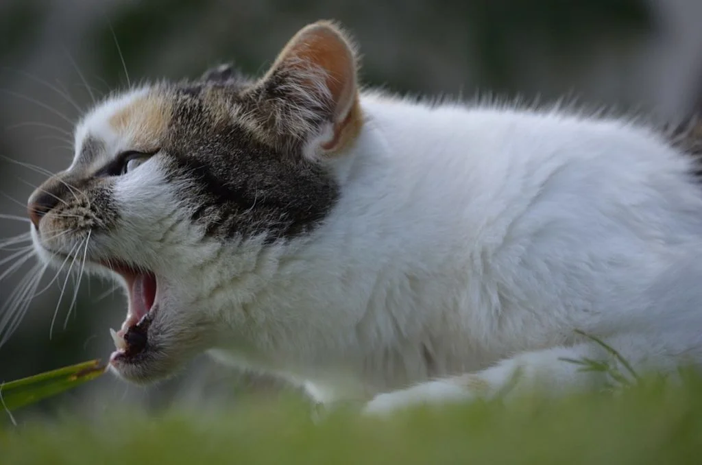 Chat qui a du mal à respirer