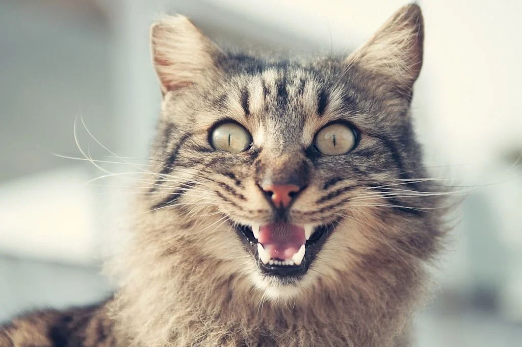 Chat qui respire mal