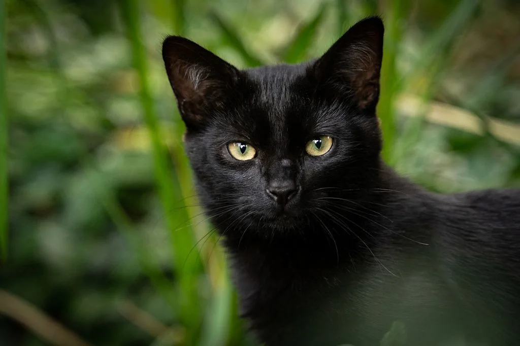 chat tique 3