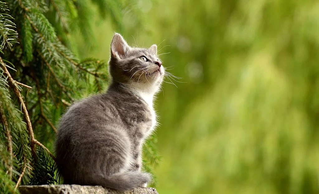 chat tique 4