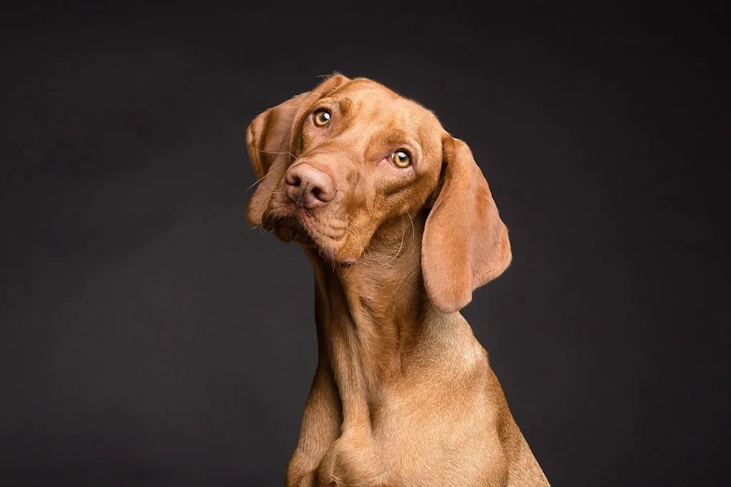 chien trachéite 2