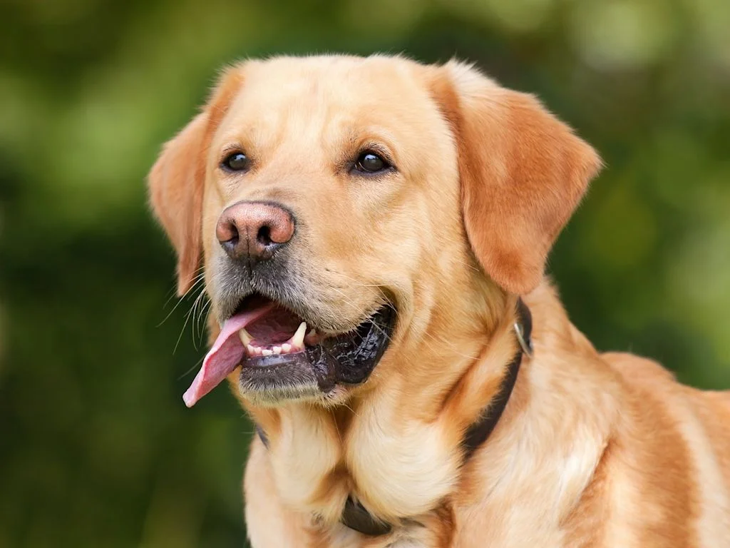 chien trachéite 3