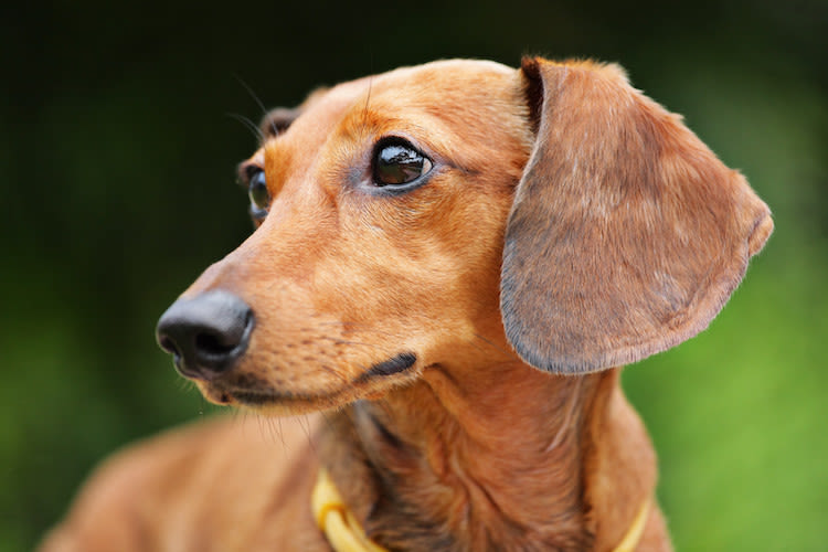 Les petits chiens au museau long vivent plus longtemps