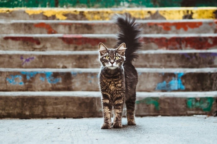 Qu&rsquo;exprime un chat qui remue la queue ?