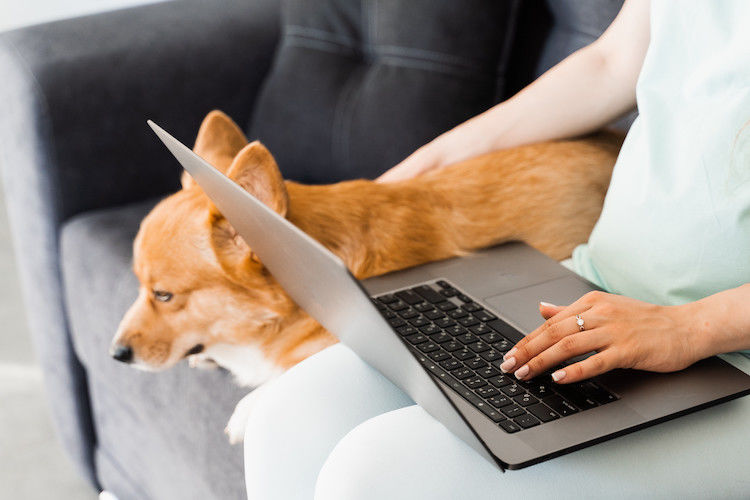Chiens, chats, furets : une nouvelle carte d’identification dématérialisée