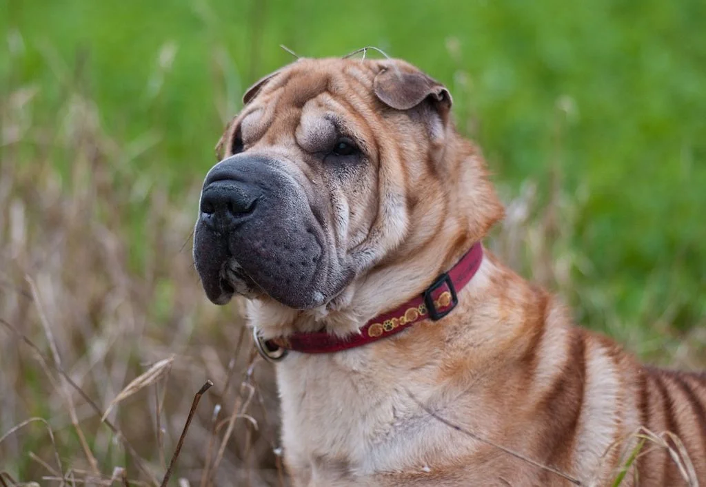 chien sharpei collier