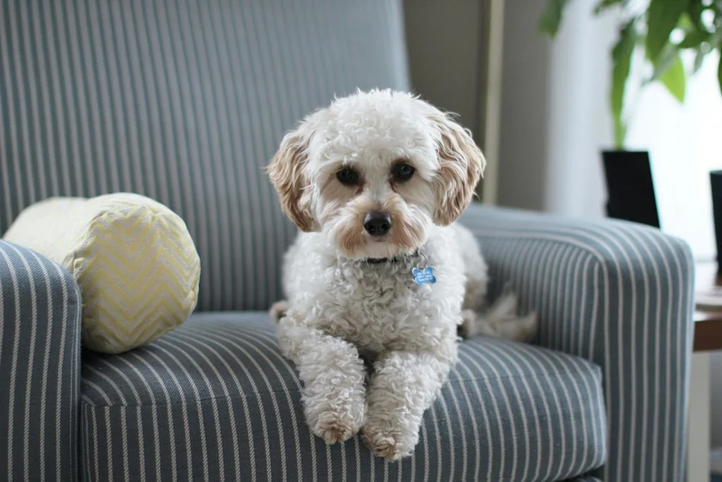 Cavapoo assis sur un canap&eacute;