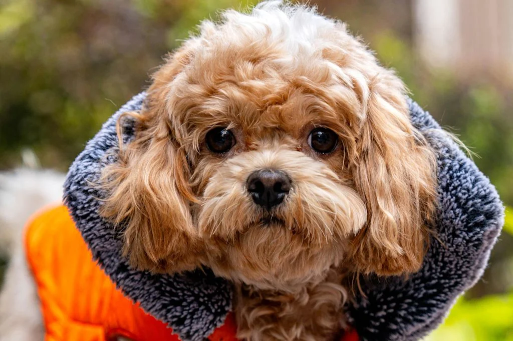 Cavapoo vue de pr&egrave;s