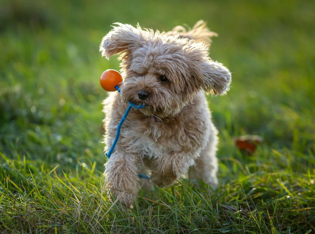 Cavapoo joueur