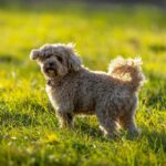 Cavapoo sour le soleil