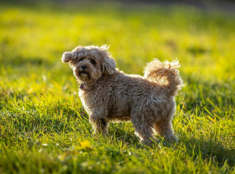 Cavapoo