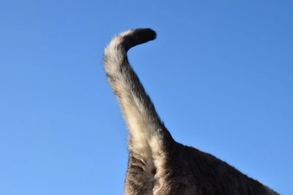La queue du chat