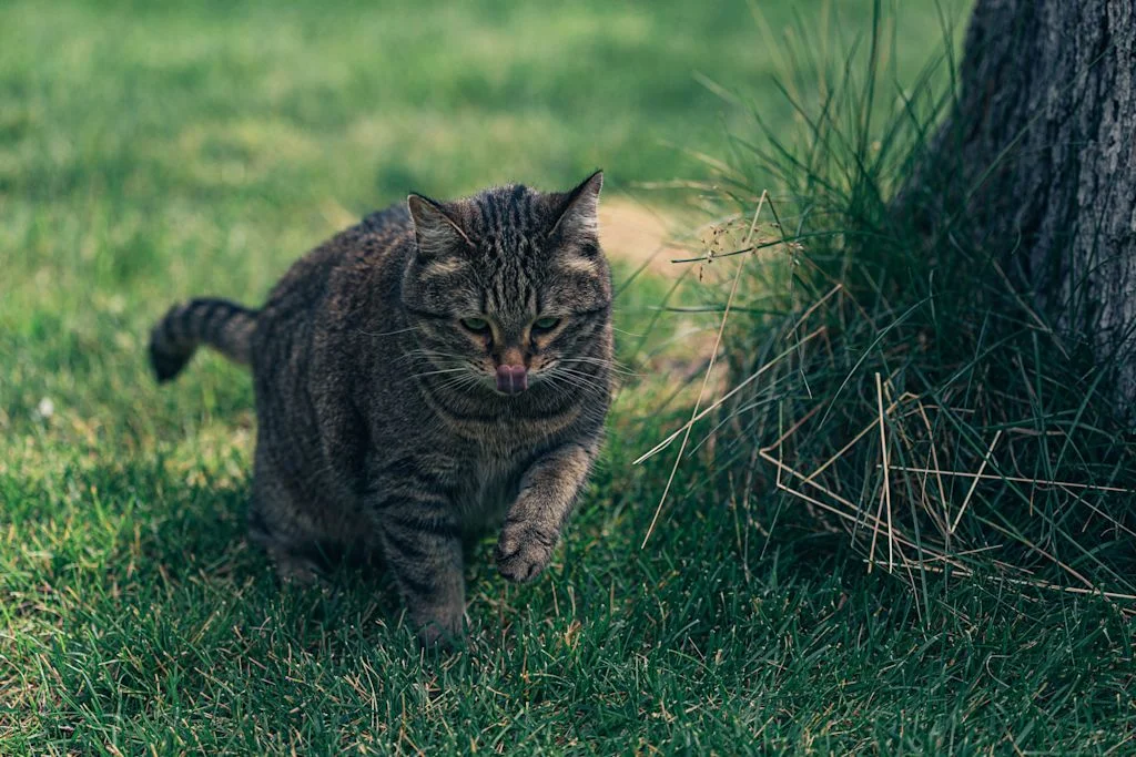 Chat dans le jardin
