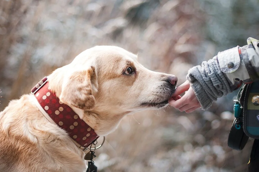 CHIEN2