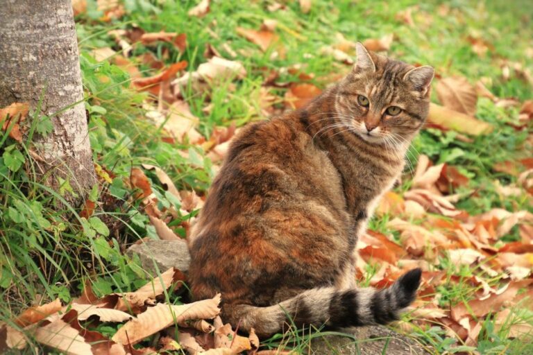 Les chenilles processionnaires : un véritable danger pour nos chats