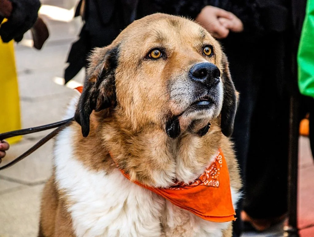 Chien aux babines pendantes