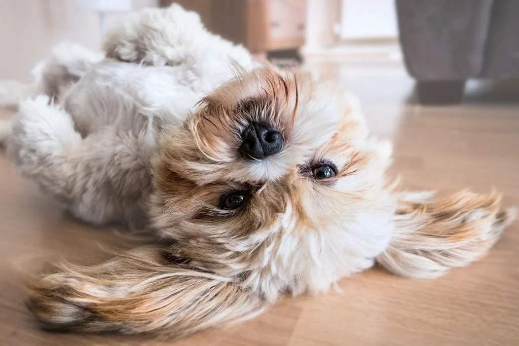 Chien sur le dos