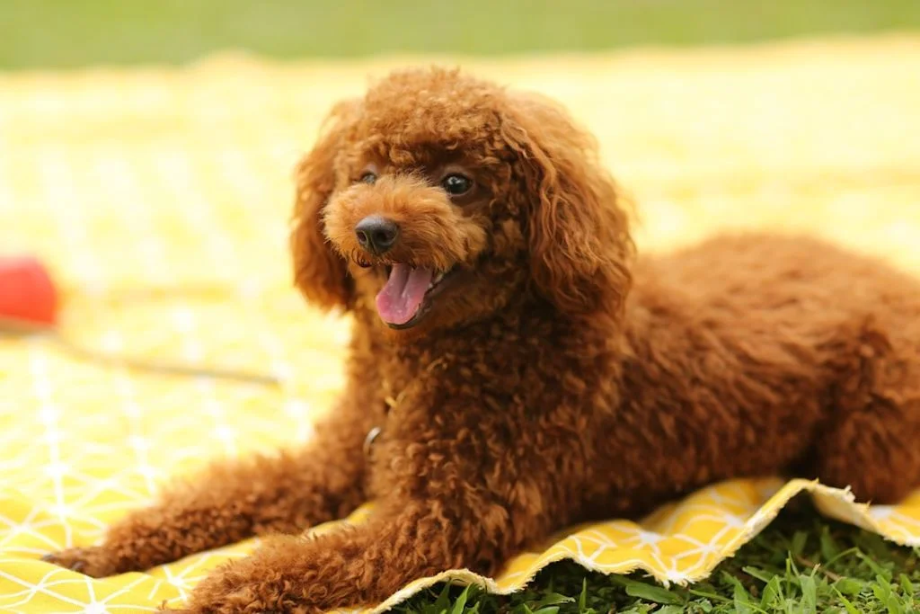 caniche
