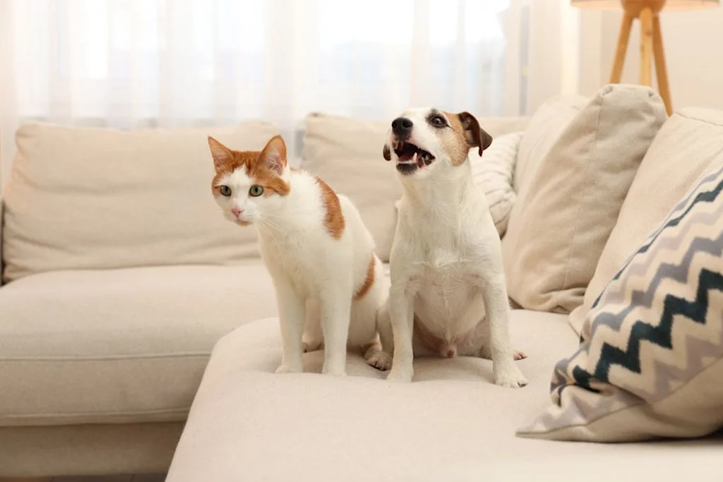 chat et chien