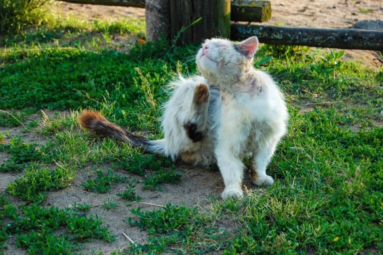 Mon chat a des croutes. Cela peut-il provenir des puces ?