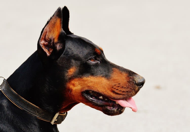 L&rsquo;euthanasie chez un chien qui a mordu