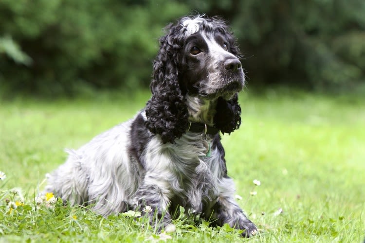 Diagnostic et traitement du circumanalome chez le chien