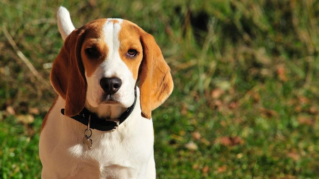 chien5