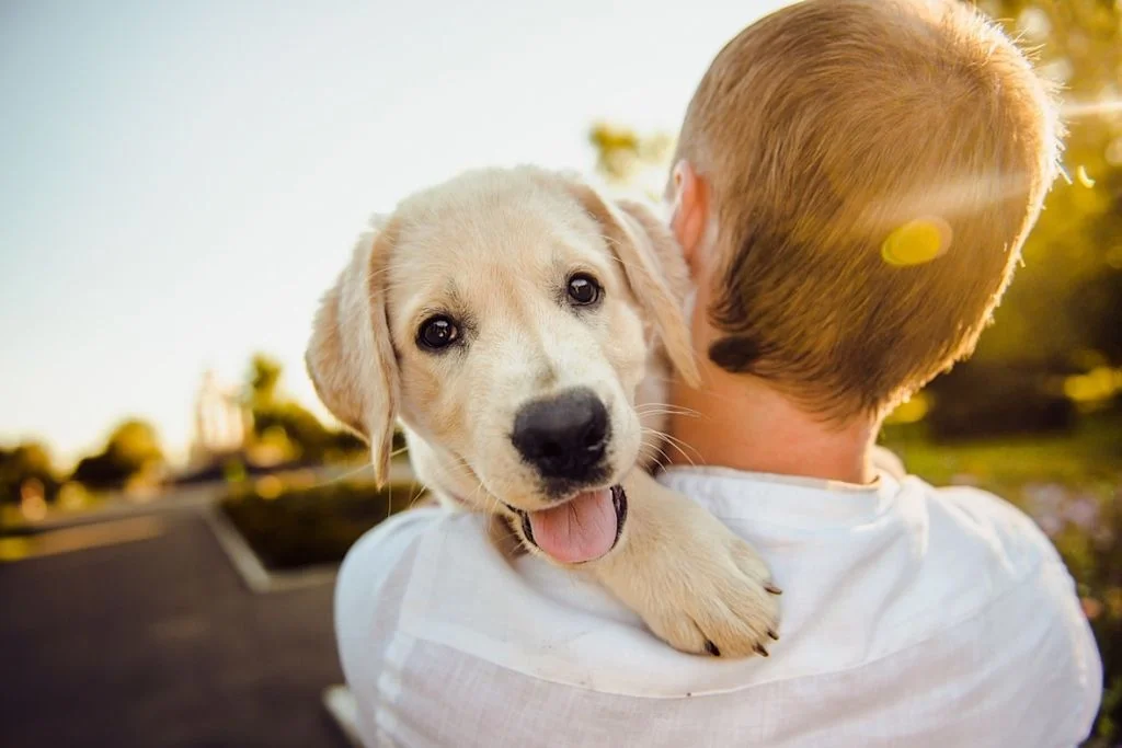 chien et son maître