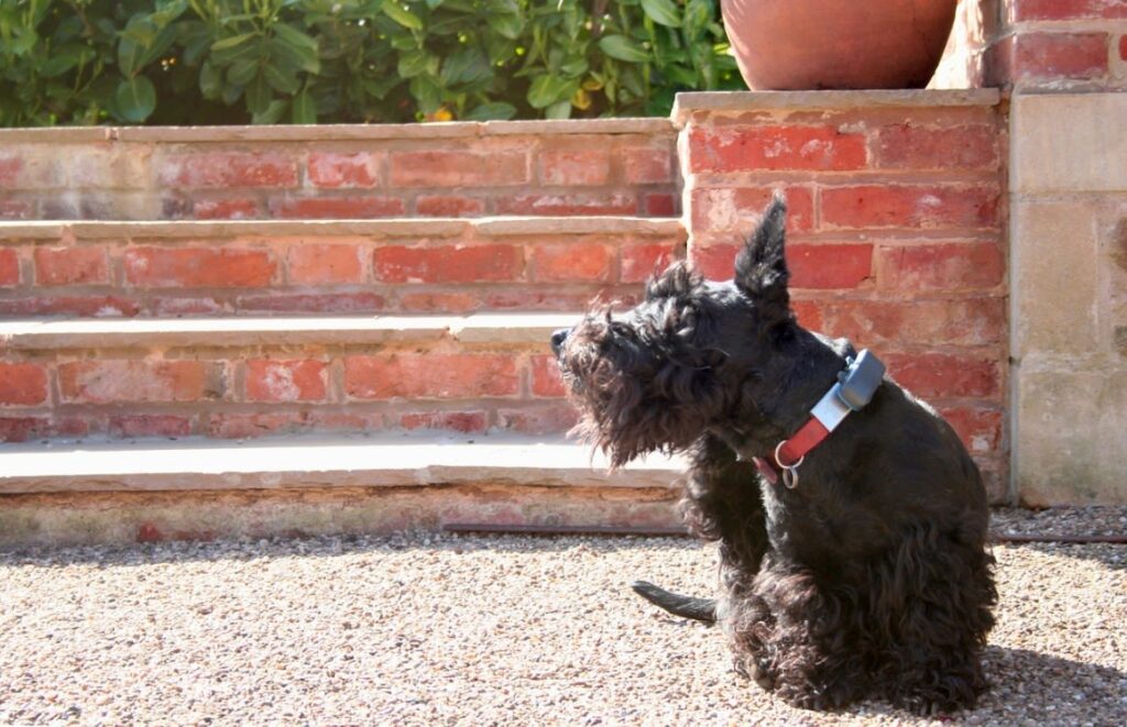 Quels sont les anti-puces naturels pour chien ?