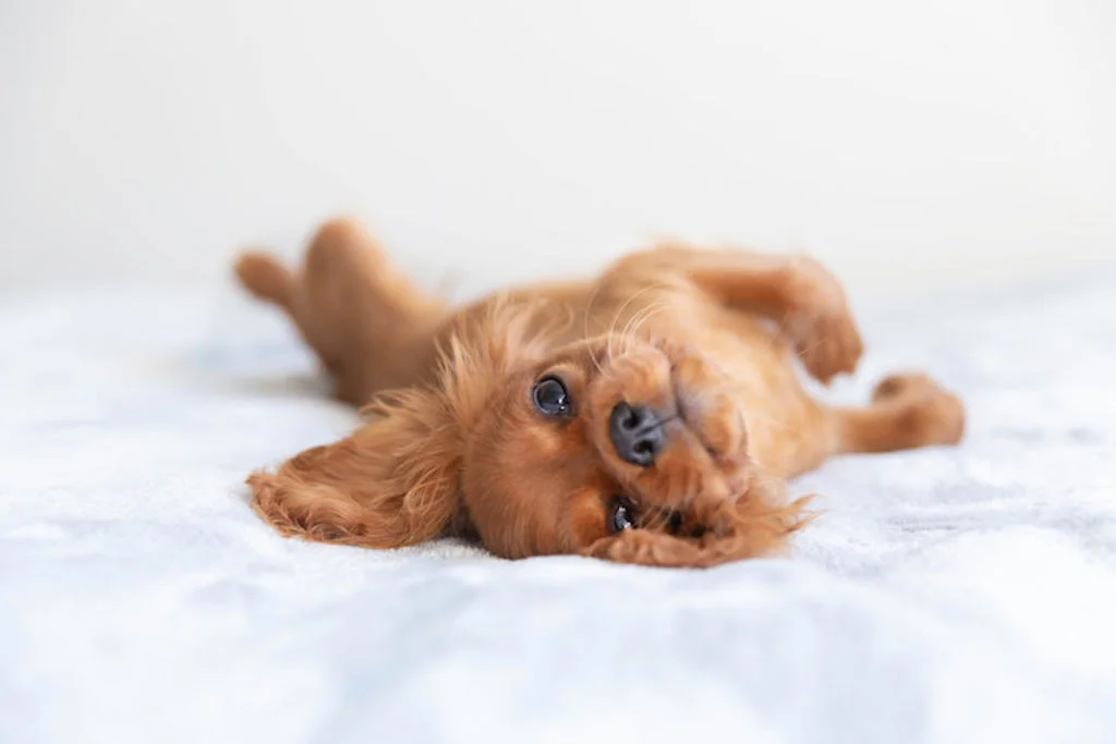 chien_sur_le_dos_ventre_offert