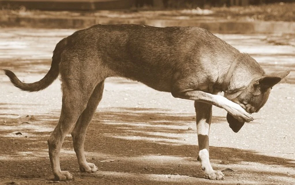 demangeaison chien