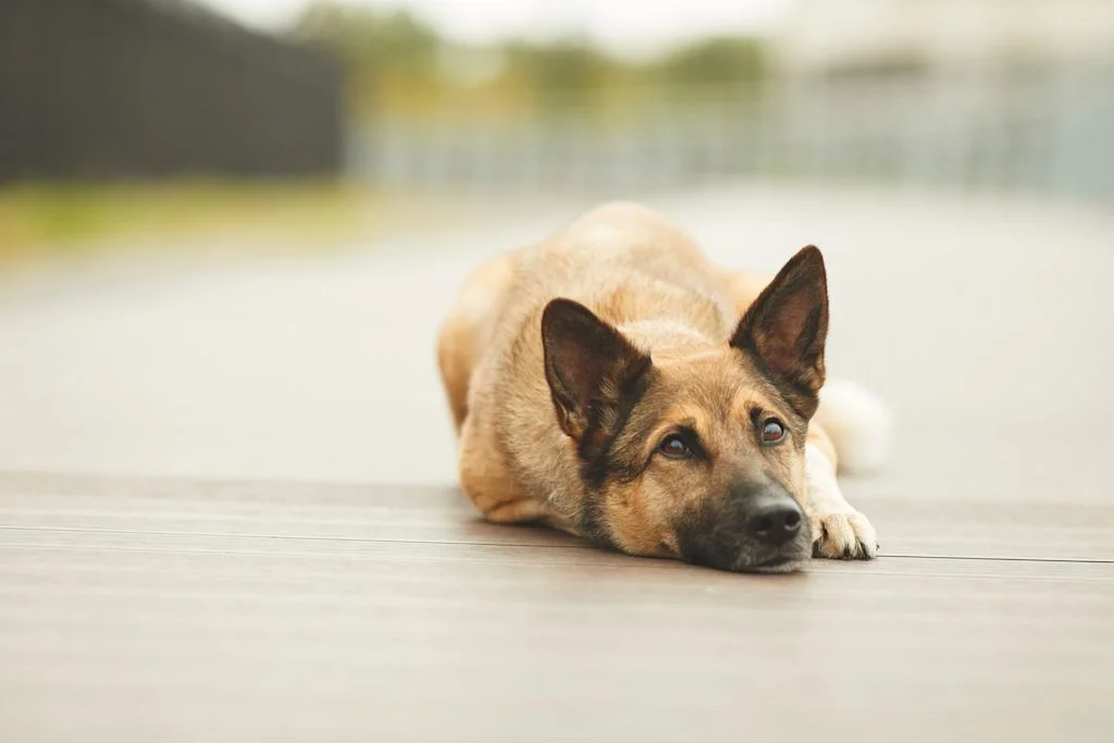 chien qui tremble de la t&ecirc;te au repos