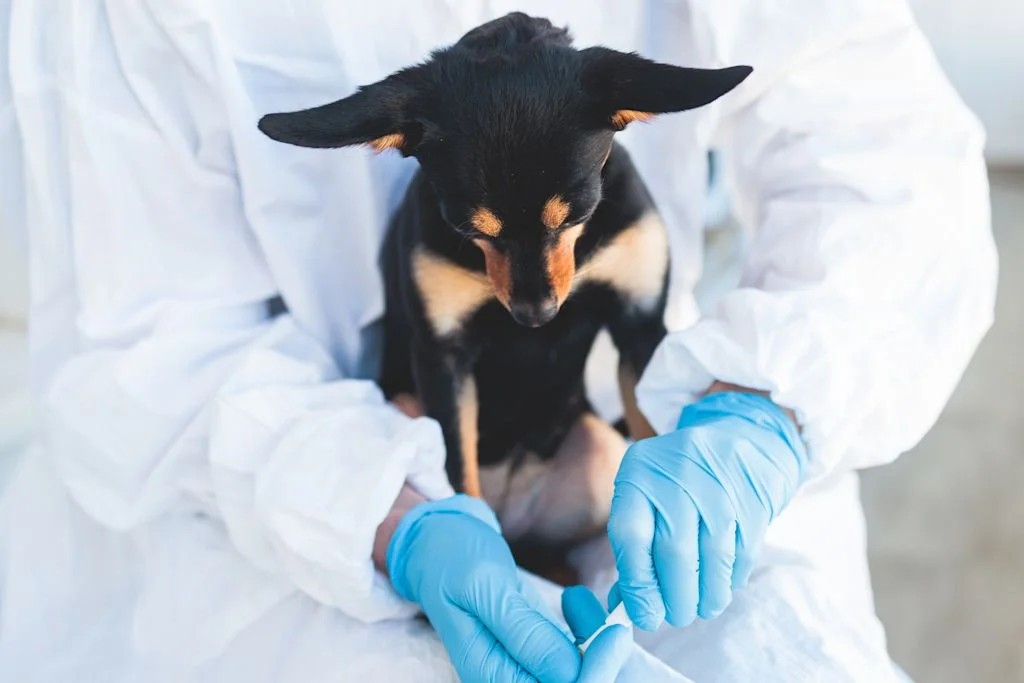 Chien malade
