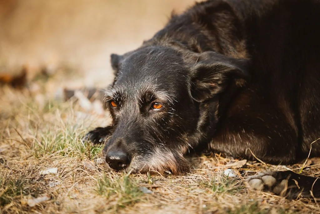 Vieux chien