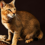 Chausie