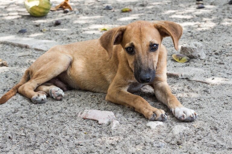 Que signifie un chien qui tremble au repos ? 