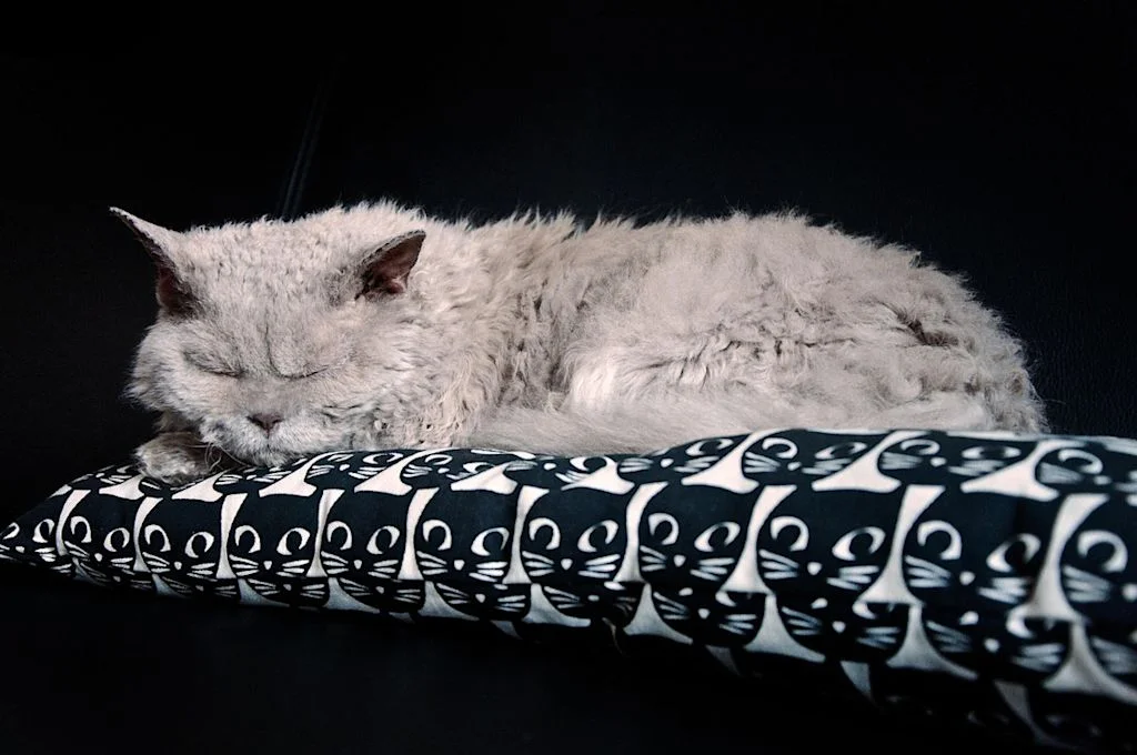 Selkirk Rex 3